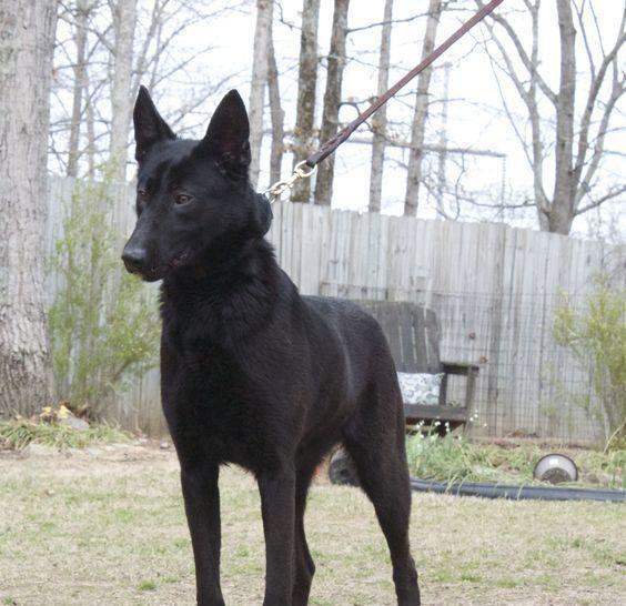最新杂交犬种，探索宠物界新星，璀璨夺目的未来展望