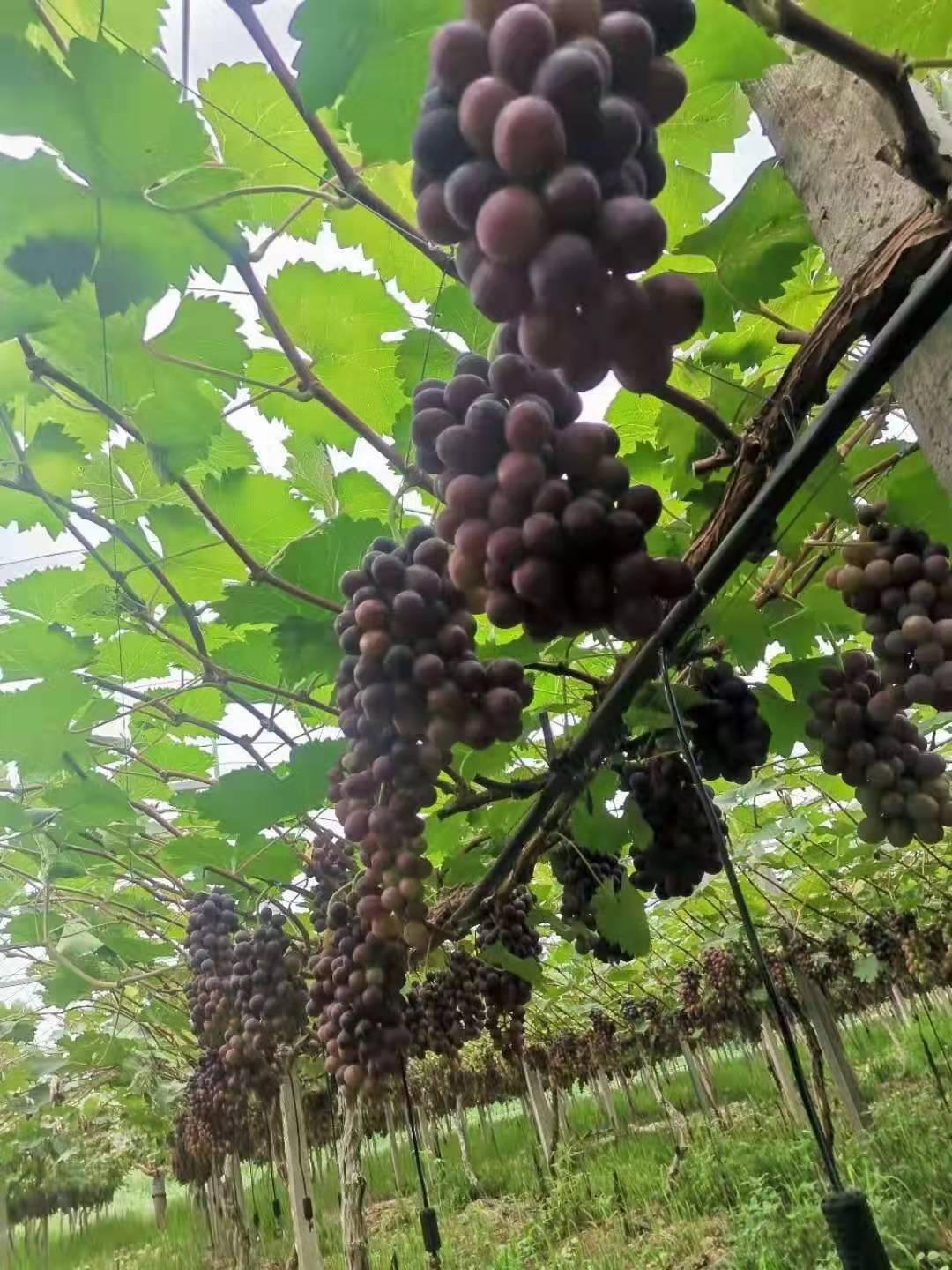 溧水最新消息，高科技产品引领智能生活新篇章