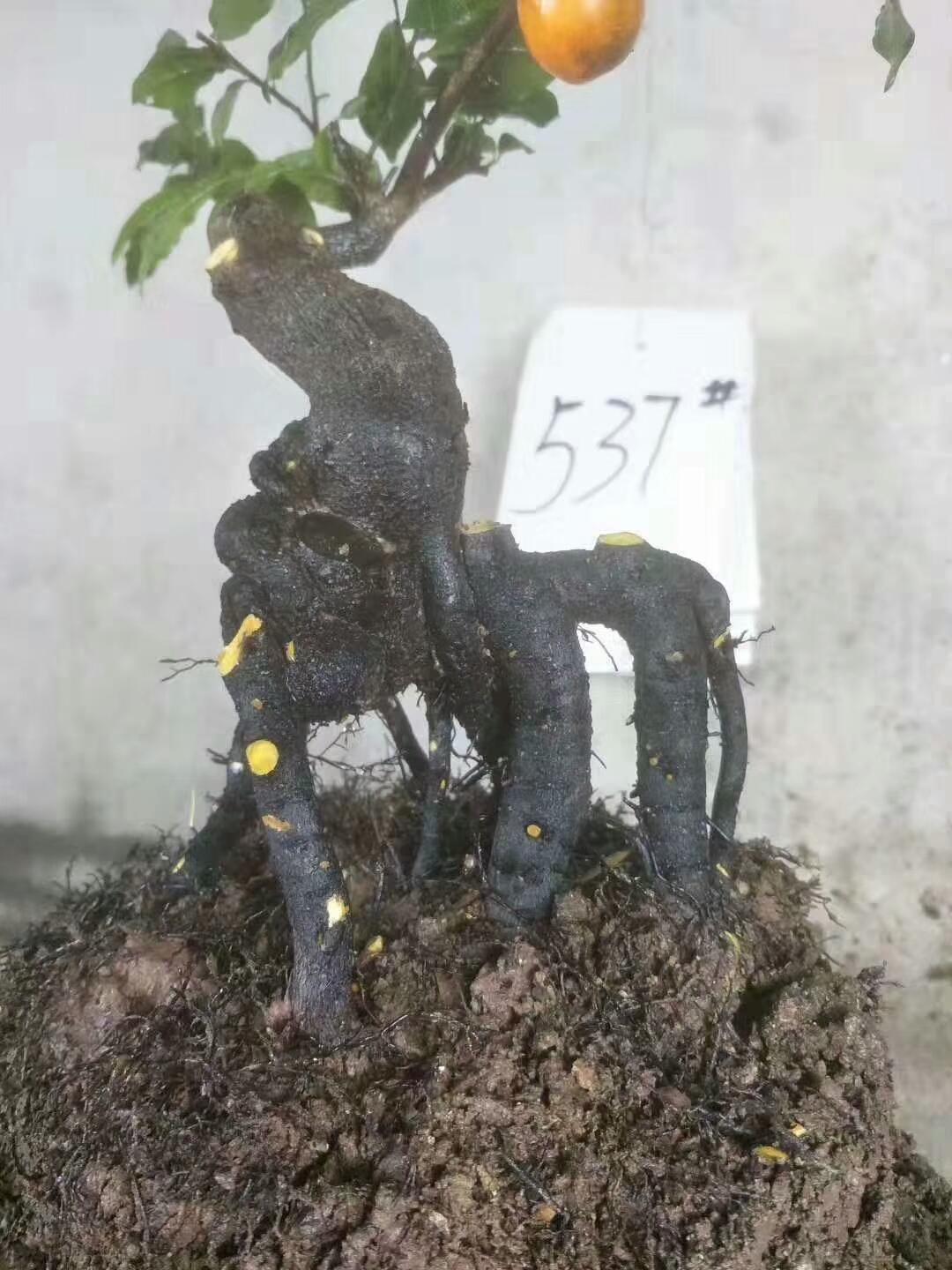 最新下山桩，跌撞成长之路